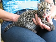 eight weeks old margay & ocelot kittens